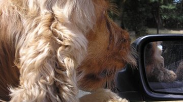 Dosis de Dramamine para perros