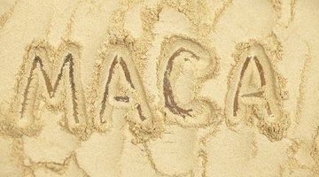 Cuánto polvo de maca se puede consumir al día