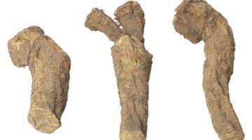 La mandioca como una dieta alternativa para los diabéticos